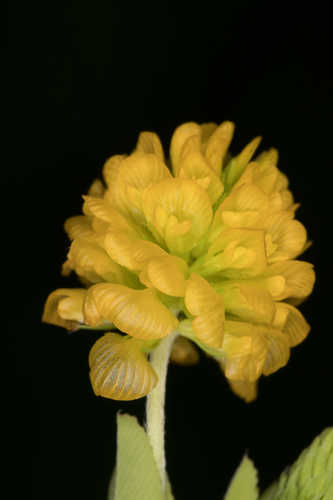 Trifolium aureum #1
